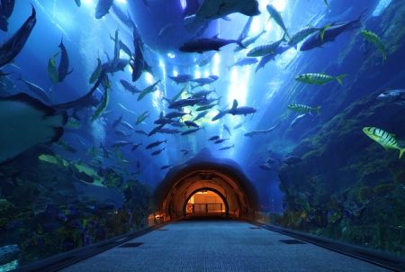 Dubai Aquarium & Underwater Zoo and Kidzania​