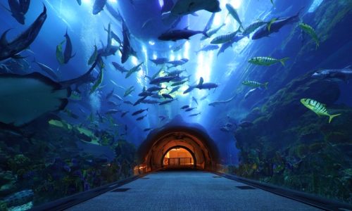 Dubai Aquarium & Underwater Zoo and Kidzania​